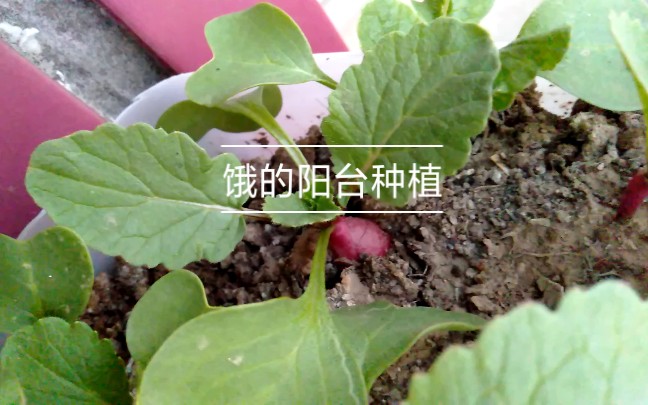 饿的阳台种植近况&极低成本(不到10元)的立体种植墙(贫民窟女孩的智慧)哔哩哔哩bilibili