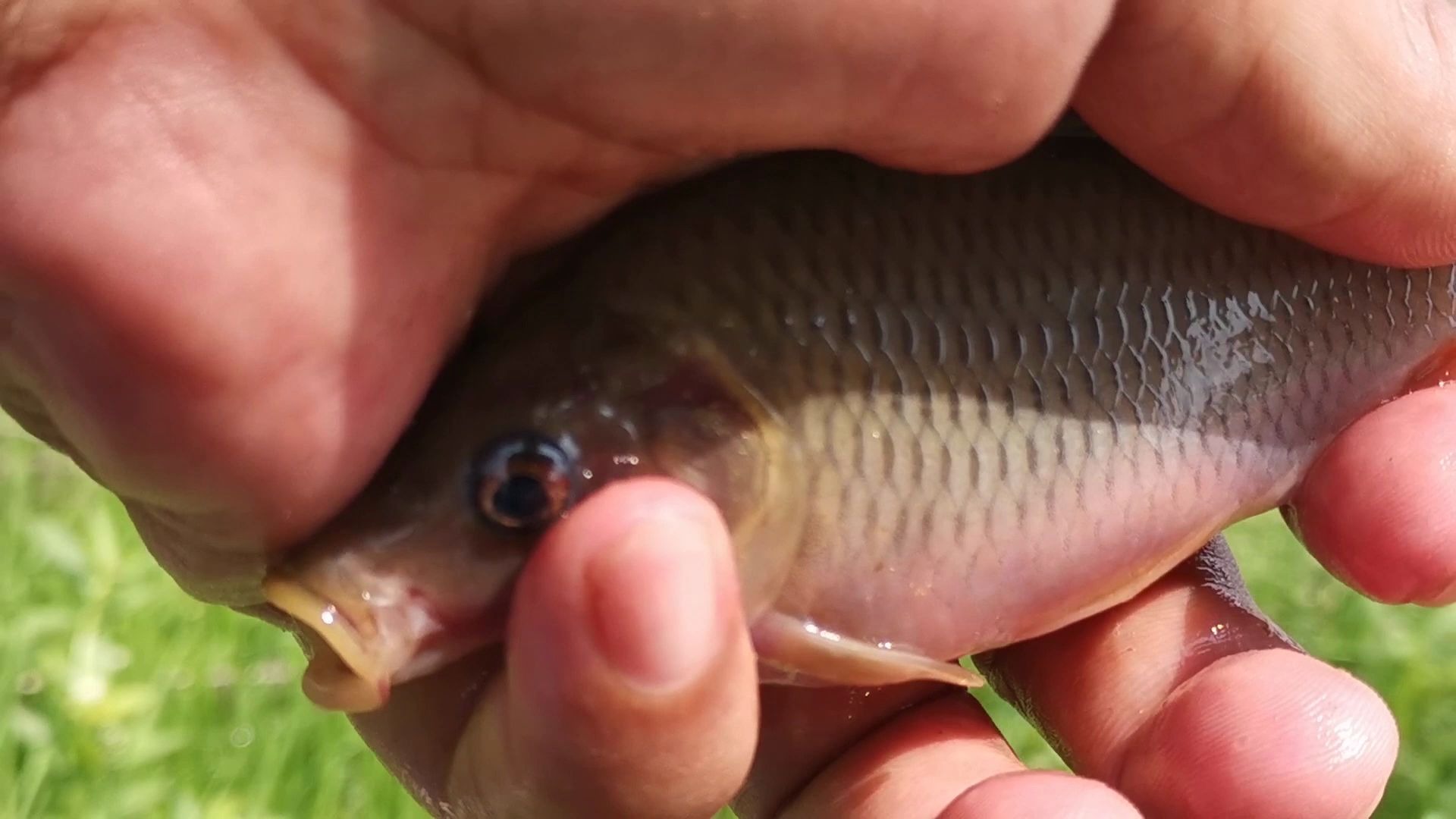 你釣到過這樣的鯉魚嗎來說說這是什麼品種的魚求助釣友這是什麼魚第一