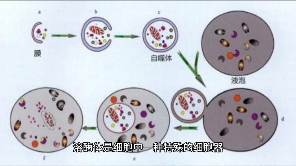 细胞器之一的溶酶体哔哩哔哩bilibili