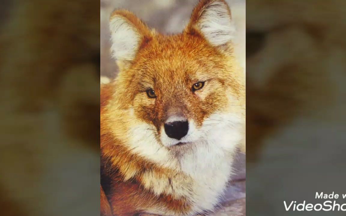 四川卧龙犬科动物—豺