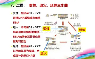 Pcr扩增 搜索结果 哔哩哔哩 Bilibili