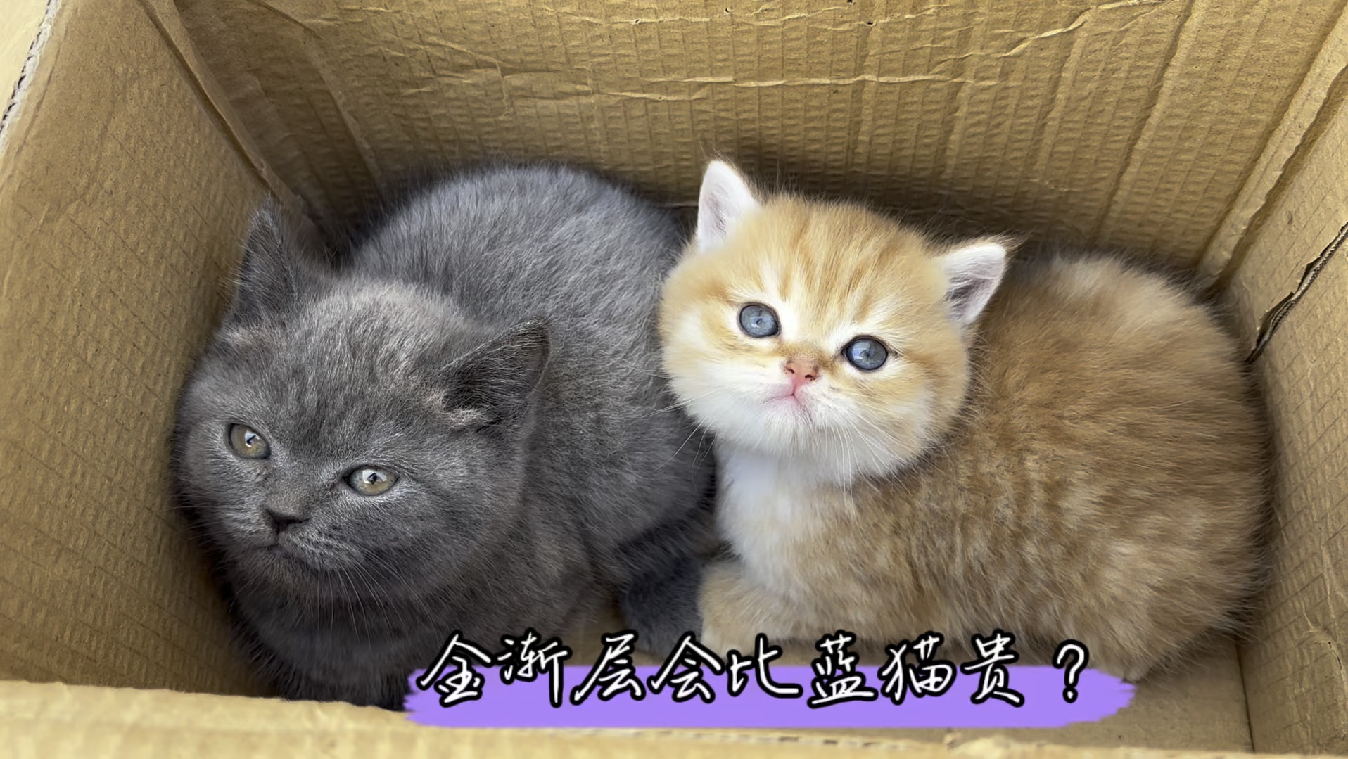 是金渐层颜值高?还是蓝猫更有性价比?