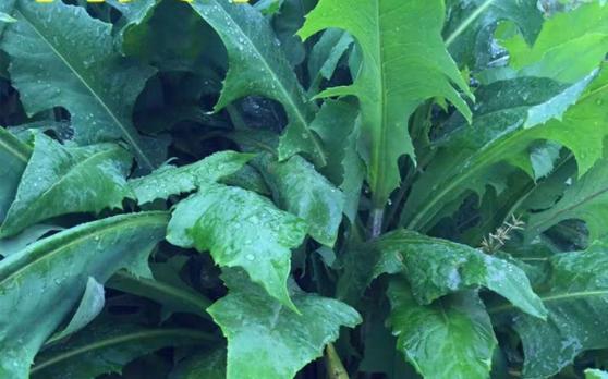 【包邮】苦荬菜种子养鹅牧草籽鱼猪鸡鸭鹅兔苦麻菜苦麦菜苦买菜苦卖菜