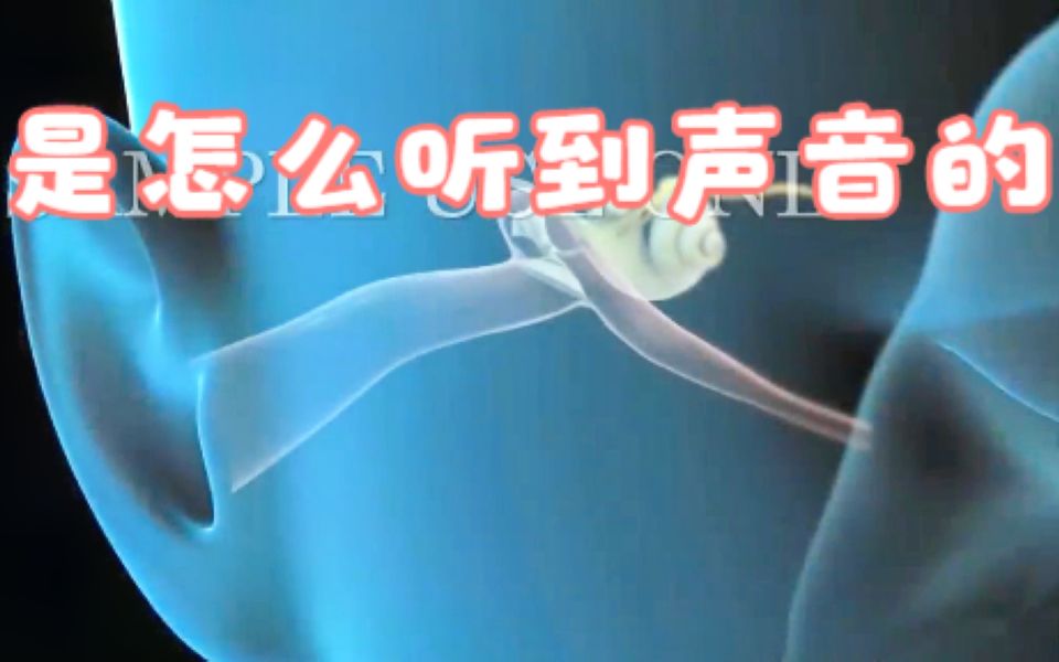 【医学3D动画】【中英字幕】你是怎么听到声音的哔哩哔哩bilibili