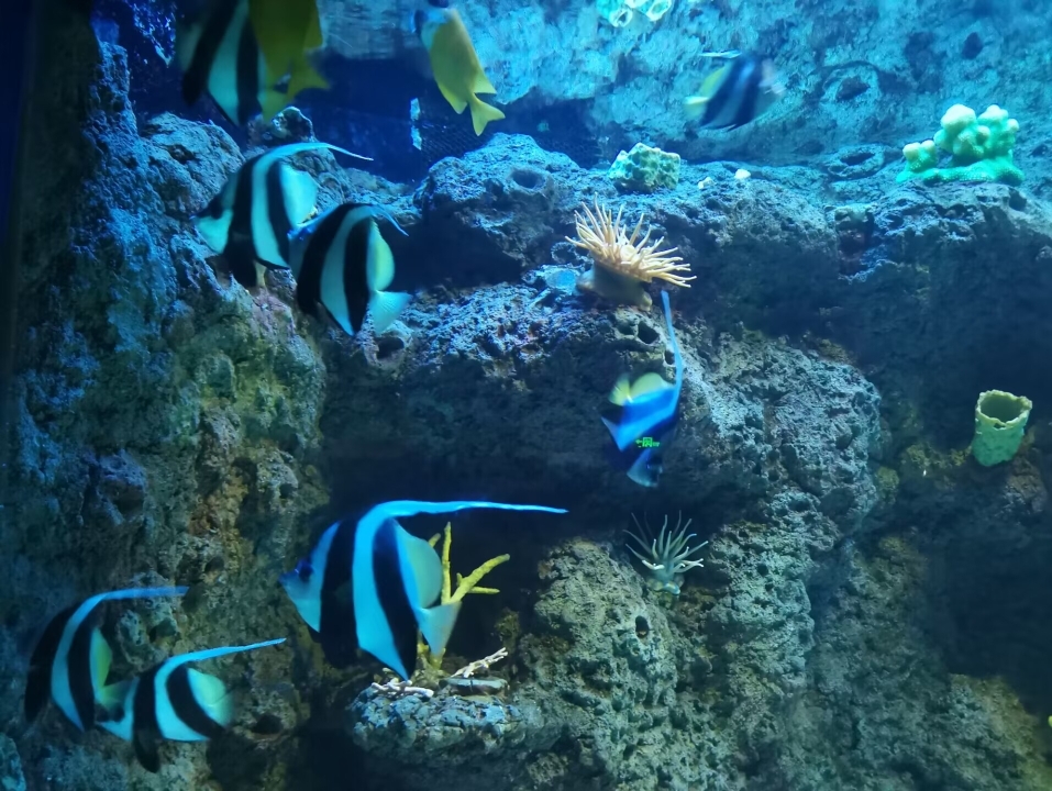 【珞笙のvlog】探索海底世界的美丽海洋生物(2)