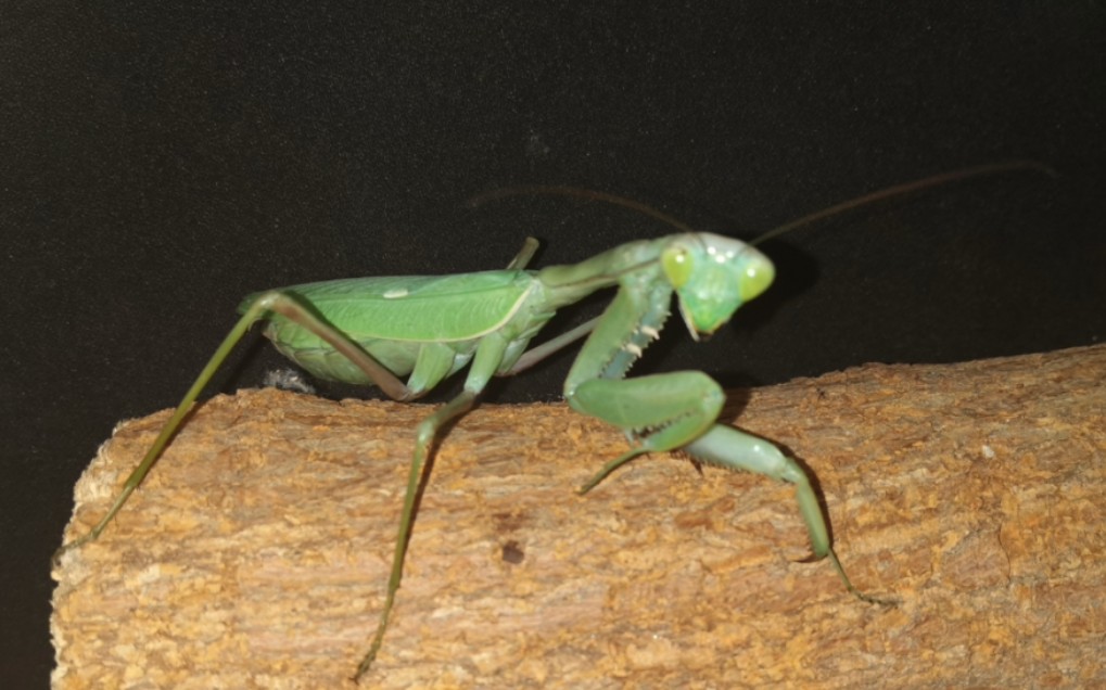 极限反殺,后手反掰!中华大刀螳vs非洲绿巨螳