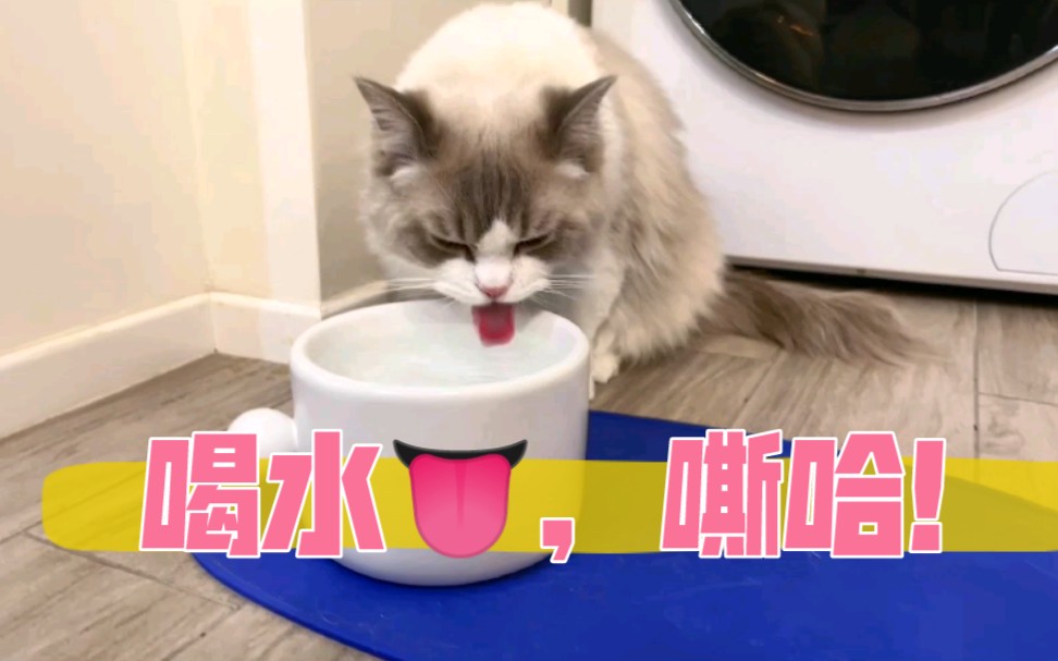 【Loki】猪咪喝水prprpr ‖ Loki舌头粉集合!哔哩哔哩bilibili