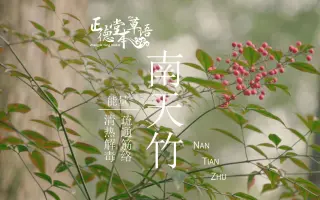 南天竹 搜索结果 哔哩哔哩 Bilibili