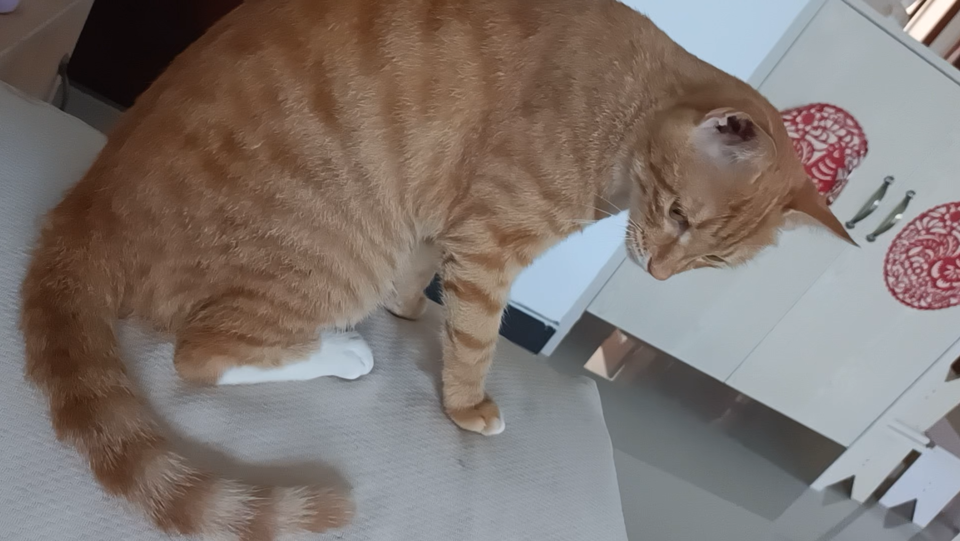 我家的大喵喵坐着清理毛发7.27.7:43分