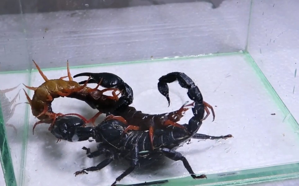 帝王蝎vs巨人蜈蚣图片
