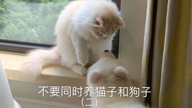 不要同时养猫子和狗子 进来看看跟狗子一起长大的猫子是怎么逐渐狗化的 哔哩哔哩 つロ干杯 Bilibili