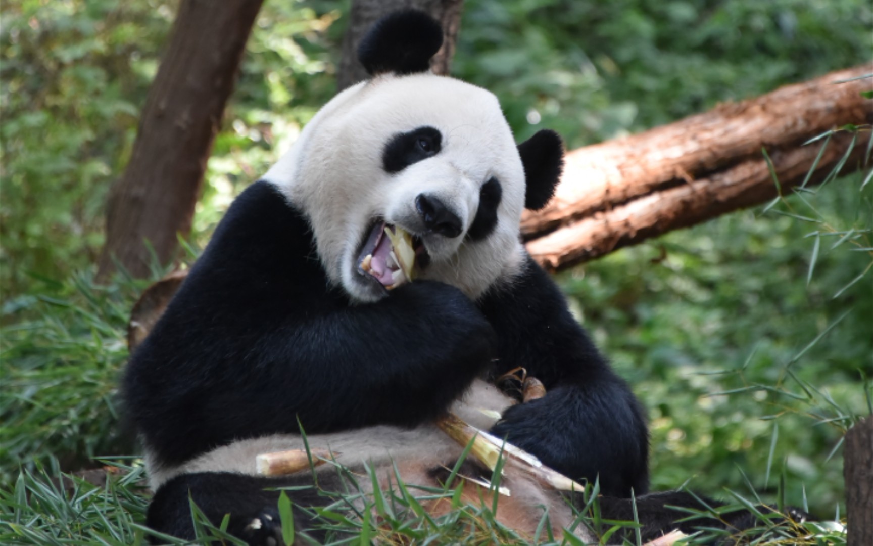 【大熊猫平平】补充能量棒