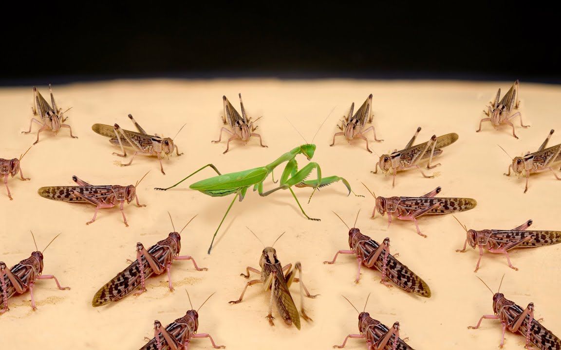 完美杀手也有马失前蹄,螳螂竟被蚂蚱反杀?螳螂最憋屈的死法