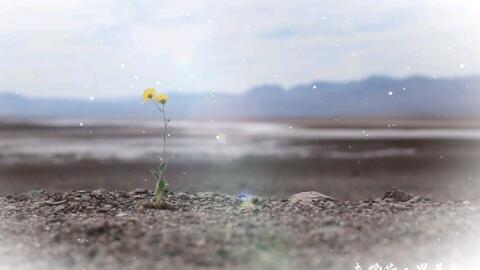 那天那朵花还未摘下 怎么已沾染了满身风沙 未摘花 哔哩哔哩