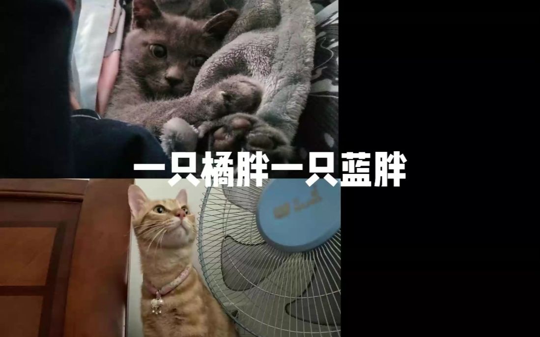 天津大学一男生说猫屎很臭,结果被女生把饭扣在头上!后续只赔偿300元!电子竞技热门视频