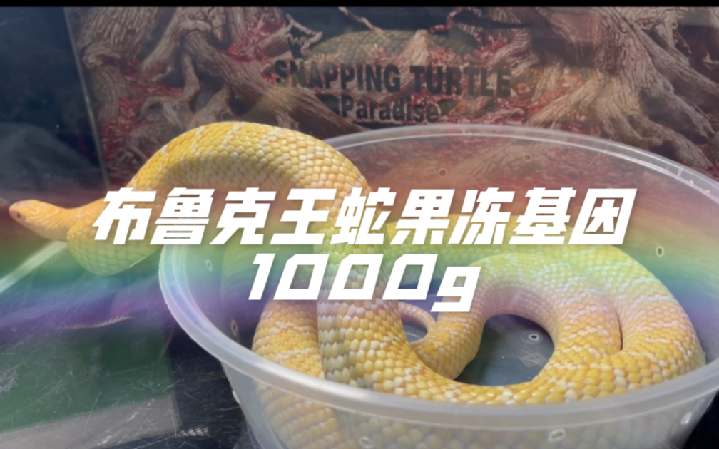 布鲁克王蛇-果冻基因-成体1000g-开箱视频!
