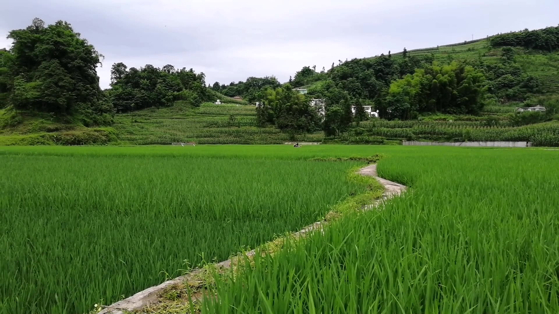 雨后的四川农村,有山有水有美景,你还向往城市生活吗?