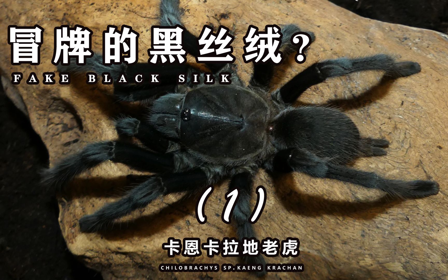 泰国地老虎.卡恩卡拉地老虎捕鸟蛛介绍第一集.