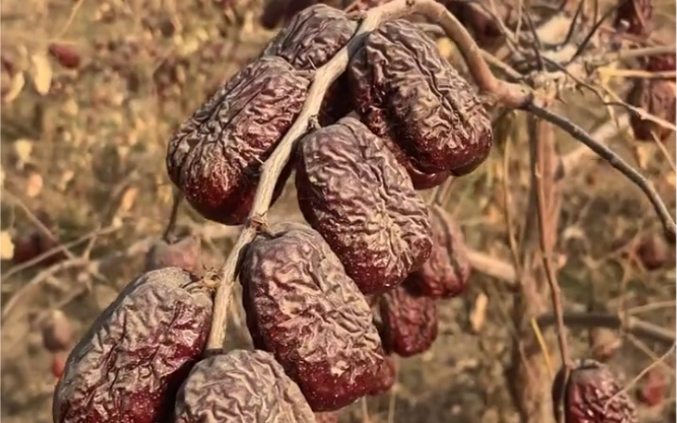 [图]新疆和田大枣枸杞茶八宝茶