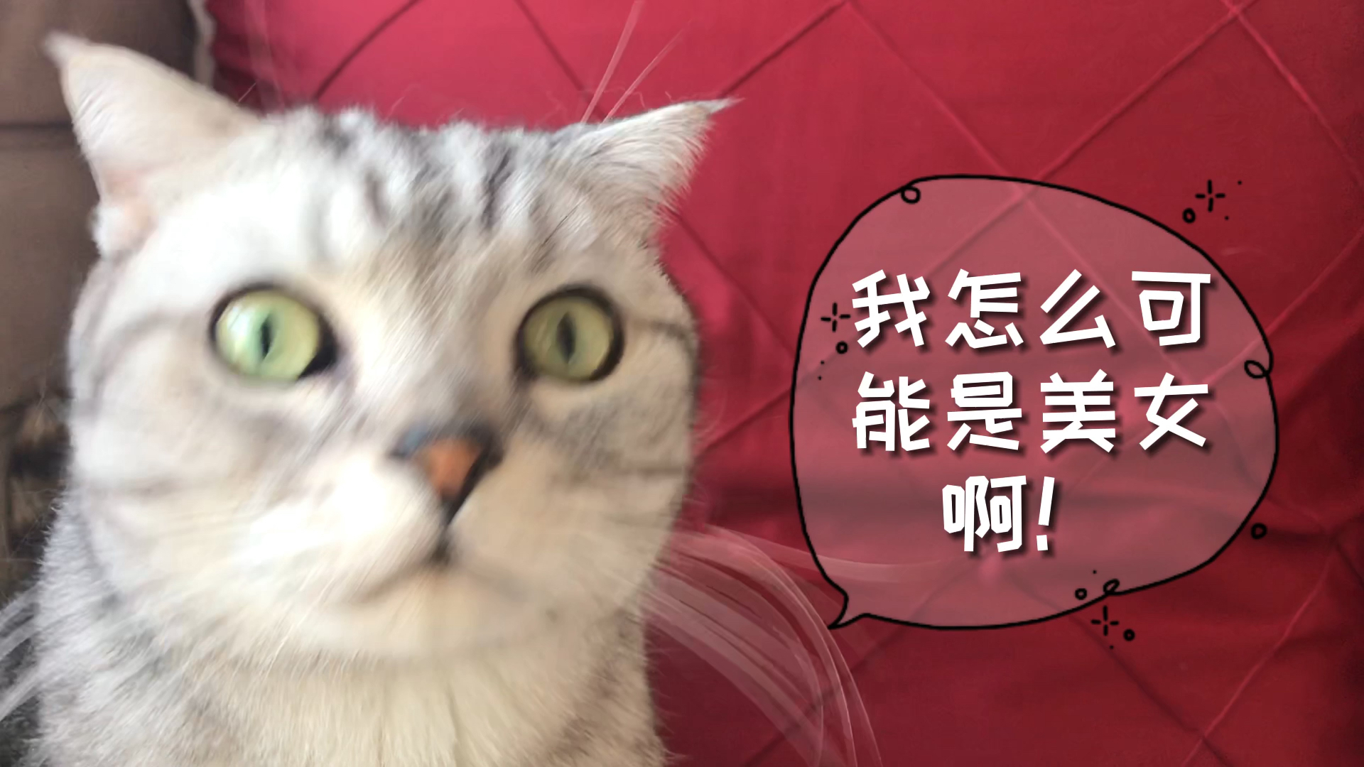 [图]猫咪实力演绎“当不自信的女生被人夸奖时内心的胆怯”