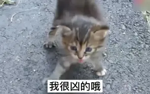 Download Video: 流浪猫奶凶奶凶的，挥舞爪子赶走陌生人，小哥哥用食物引诱救助它