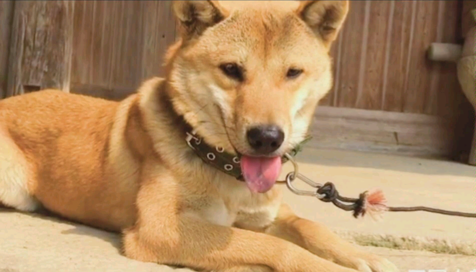 活动作品细思极恐狗要看家你呢