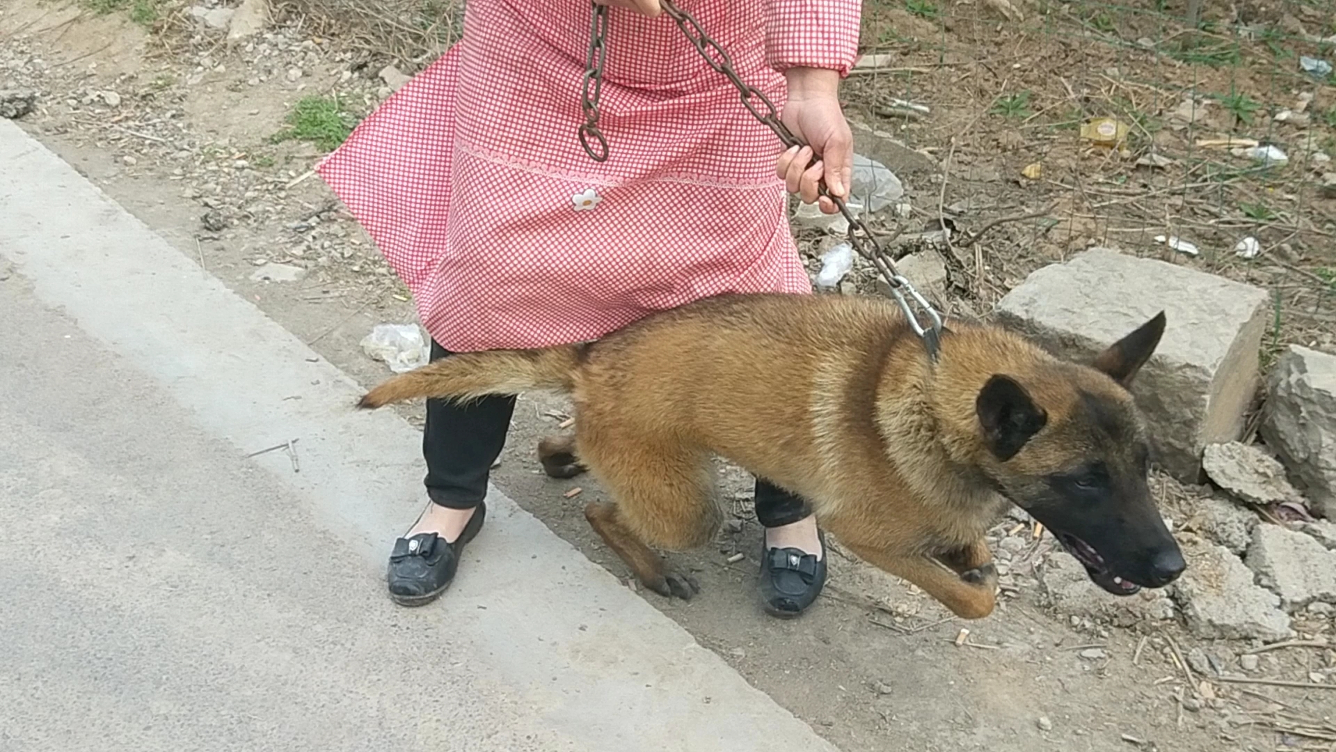 马犬多少钱?来狗市给粉丝看看马犬价位哔哩哔哩bilibili