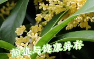 Download Video: 颜值和健康并存的干桂花，这份迟来的桂花香你会喜欢吗#桂花