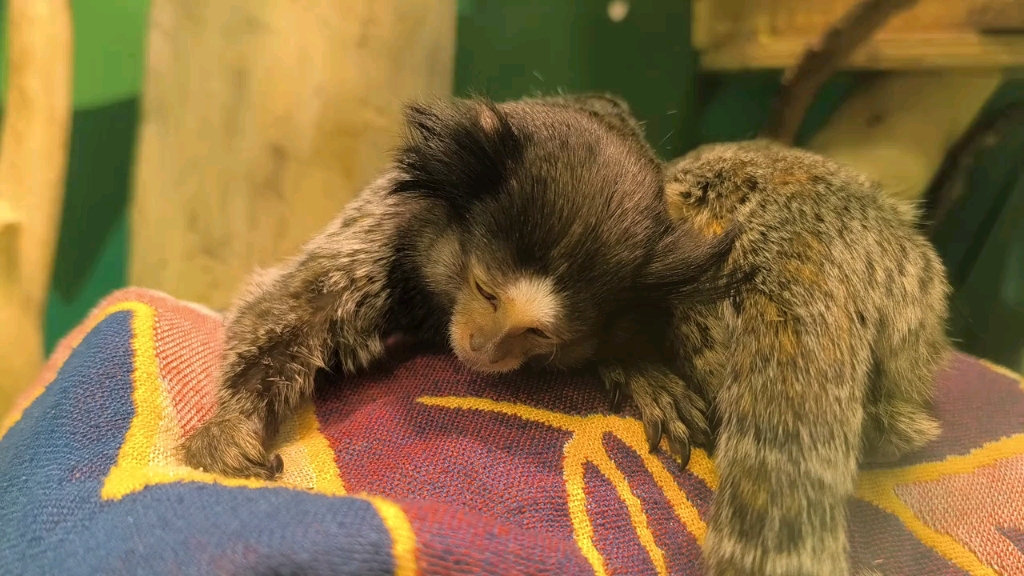 黑羽狨猴两只大眼睛真的太好看了