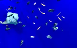 大阪水族馆 搜索结果 哔哩哔哩 Bilibili