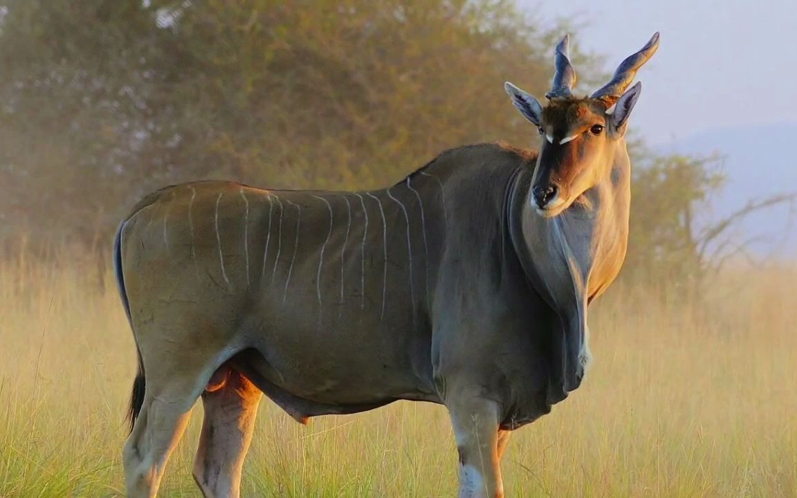 身型巨大的伊兰大羚羊,虽然叫羚羊,但其实和牛的关系更近