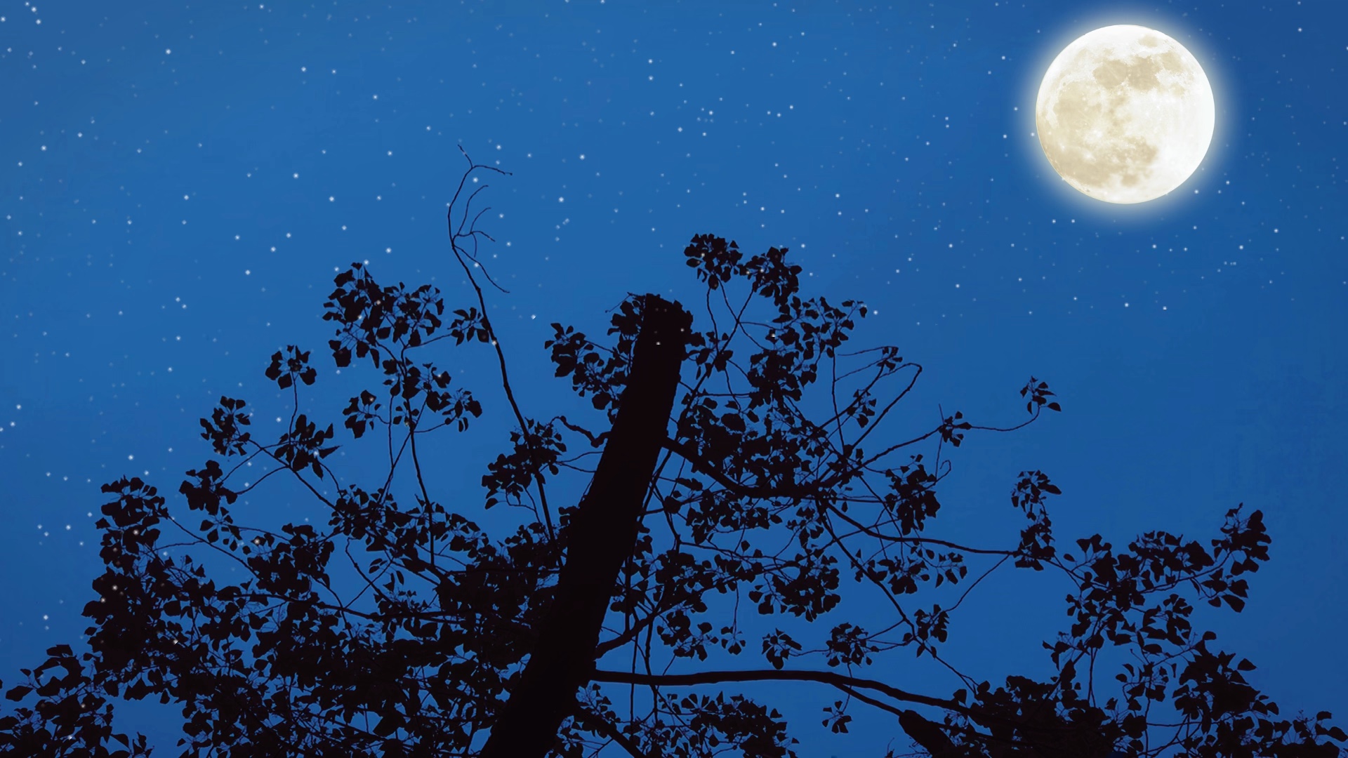 晚风轻踩着云朵,月亮在贩售快乐 你从银河背后靠近我,我与星辉一同为