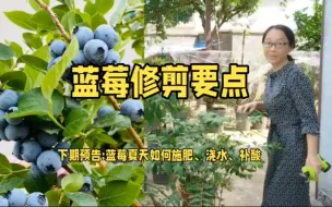 Télécharger la video: 蓝莓修剪要点，新种蓝莓修剪方法