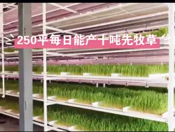 Скачать видео: 植物工厂技术应用实例，250平米日产十吨鲜牧草。