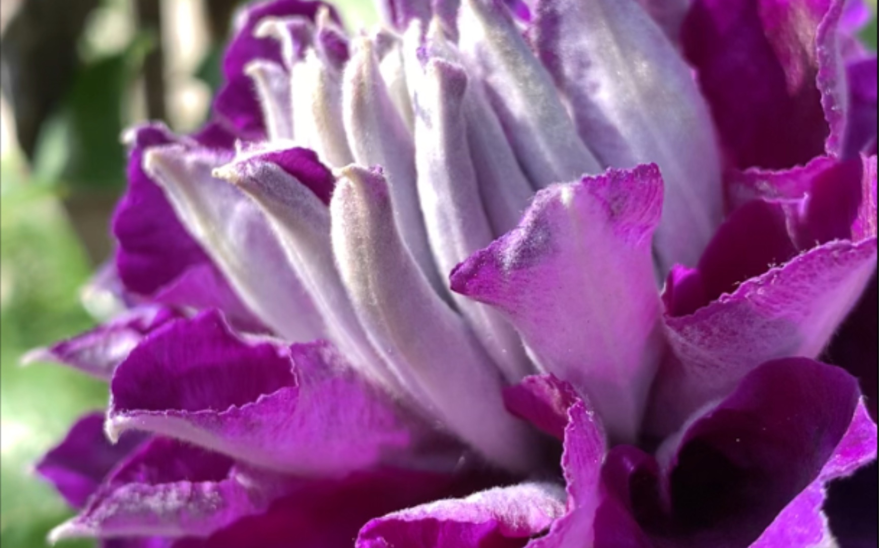 铁线莲 (新紫玉)