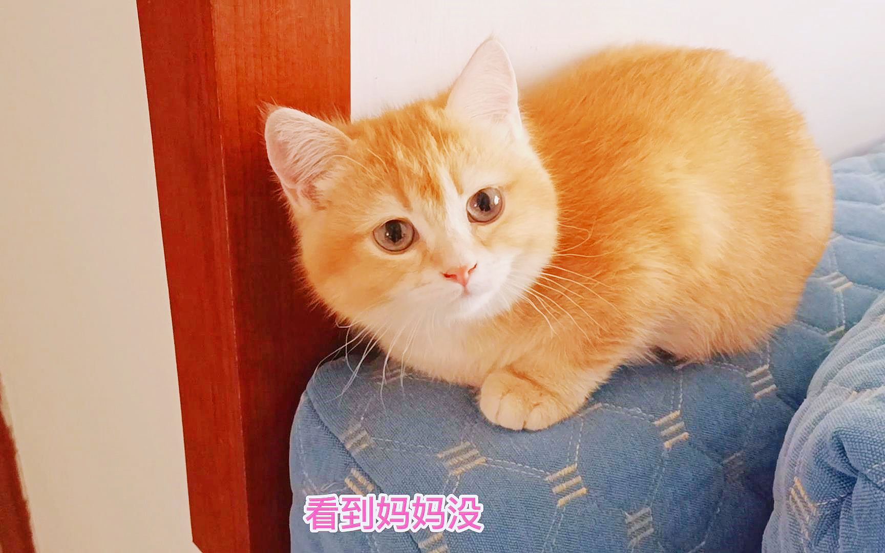 分别多日,小猫再见猫妈凑近相认,却被猫妈凶,小猫被吓得一脸懵哔哩哔哩bilibili