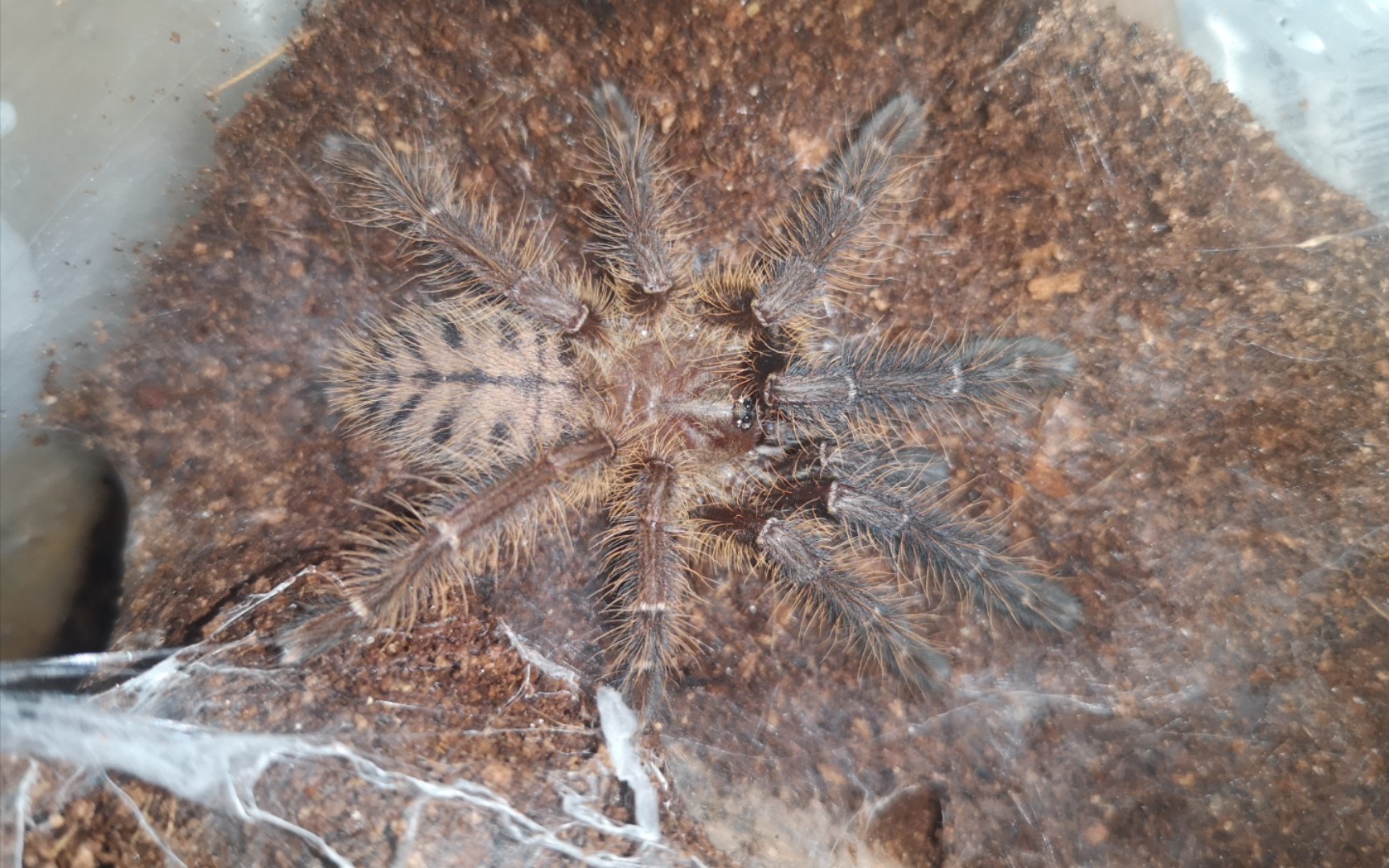 [蜘蛛开箱视频]一对新加坡蓝开箱_哔哩哔哩_bilibili