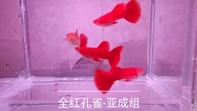 冰蓝孔雀鱼的新品种 哔哩哔哩 つロ干杯 Bilibili