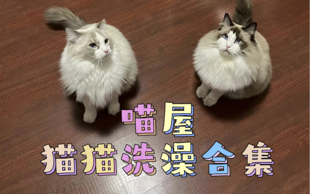 成都喵屋猫猫洗澡合集|成都宠物店|上门洗澡哔哩哔哩bilibili