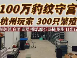 Download Video: 100万豹纹守宫 杭州玩家300只繁殖