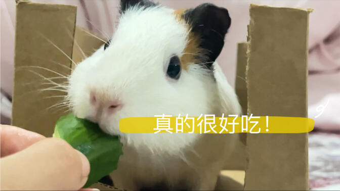 熊猫耳! 豆豆眼! 任何人不点进来看一眼我都会伤心的ok?