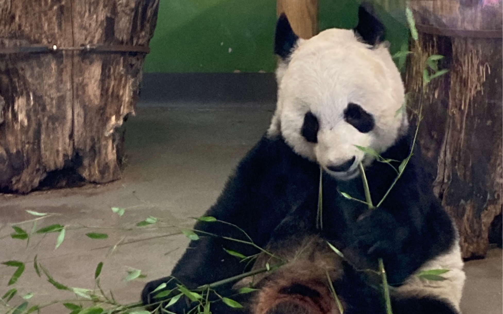 旅英大熊猫甜甜的吃播