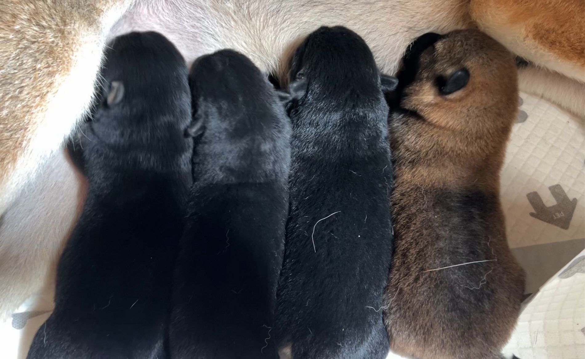 【黑柴犬】4只精品黑柴犬幼犬出生毛色油亮,整齐一致的抢奶吃!