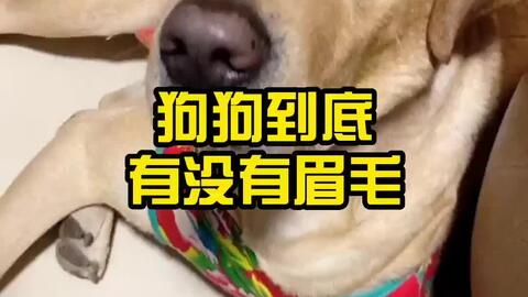 狗狗到底有没有眉毛 哔哩哔哩 Bilibili