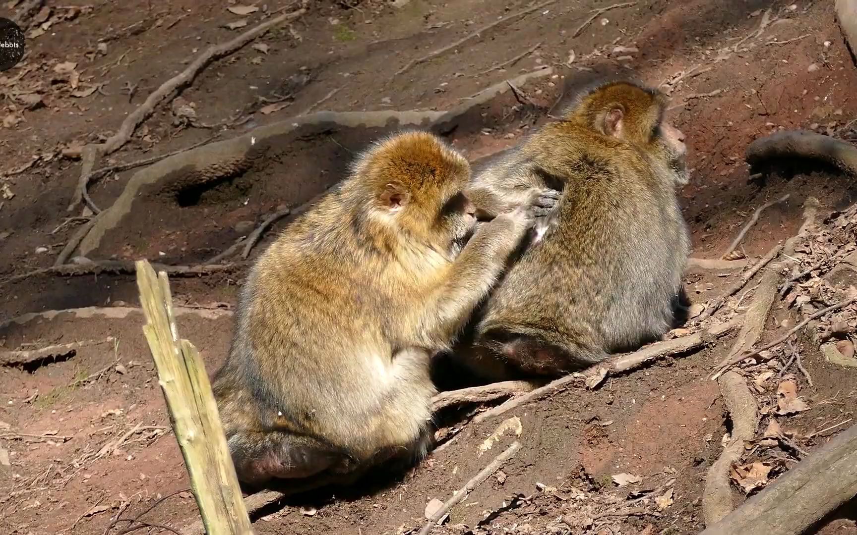 [图]幼儿动物认知（粤语） Animals in Cantonese