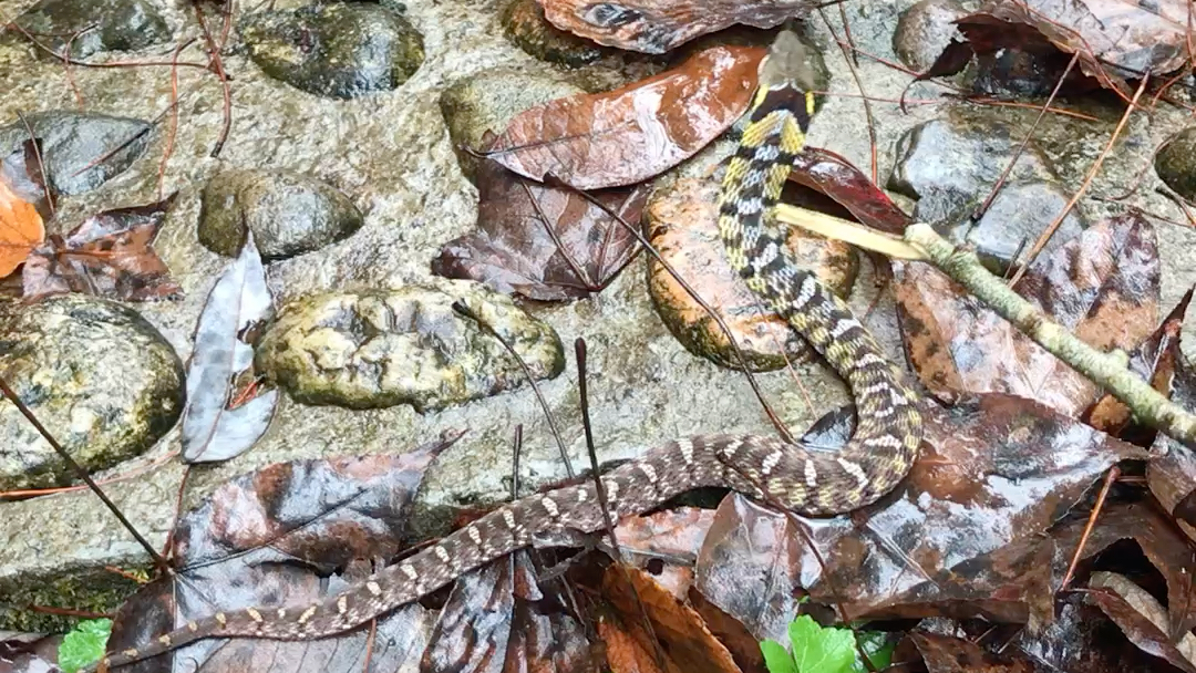 有没有大佬知道这是啥蛇啊?发现地点福建武夷山自然保护区