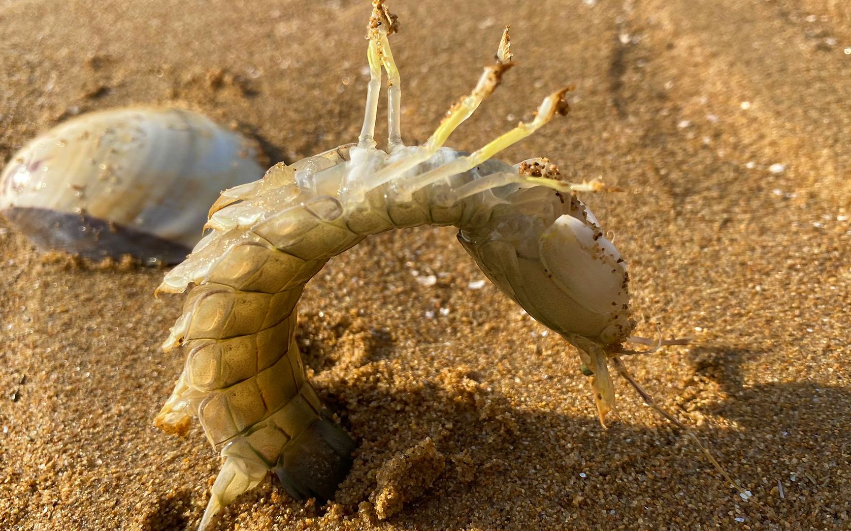 活动  大玲在沙滩上抓到皮皮虾,突发奇想让它来个倒立,太搞笑了