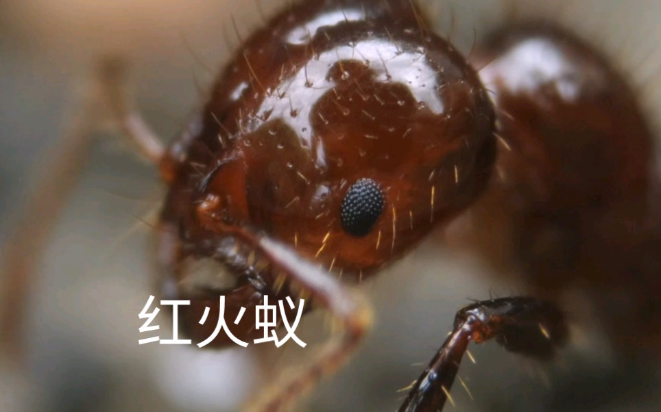 超微距镜头,红火蚁.看起来很好吃的样子.