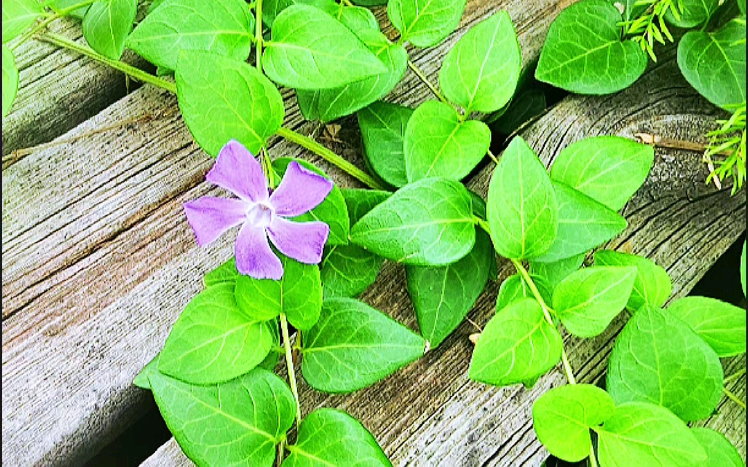 夏天的蔓长春花