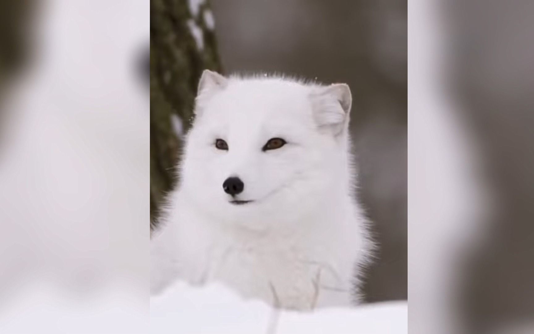 [图]白狐、赤狐、雪狐，狐狸精，不管抓没抓到一头扎进去再说，反正人家姿势很帅，真的好美白色的雪狐。